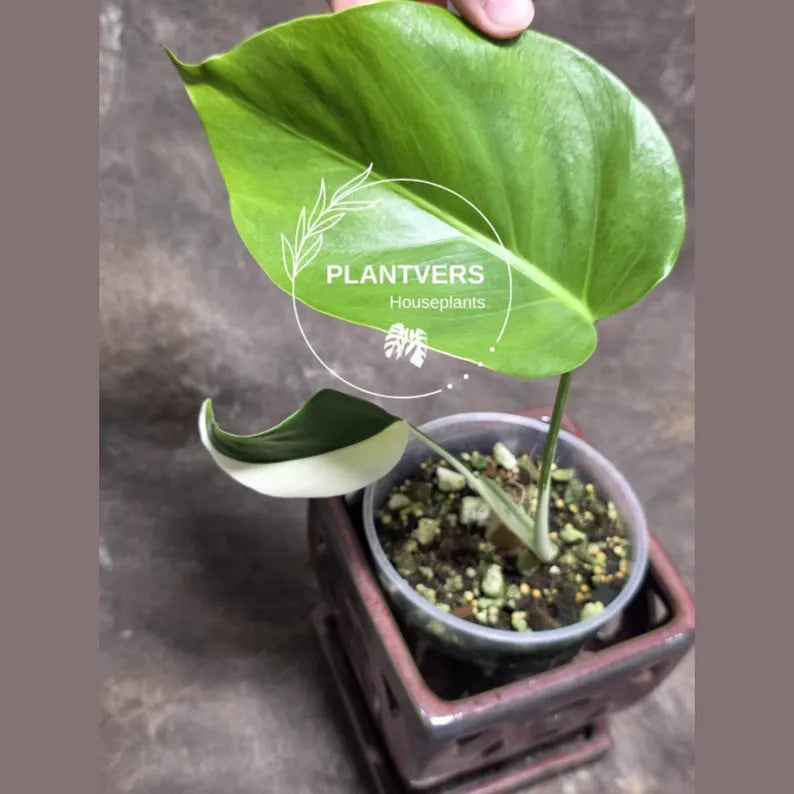 Monstera Borsigiana 