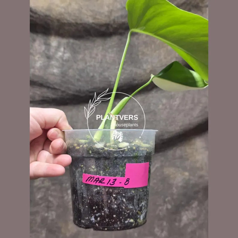 Variegated Monstera Albo - Rare White Monstera Borsigiana Baby Leaf EXACT Plant - US Seller