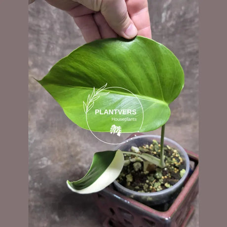 Variegated Monstera Albo 