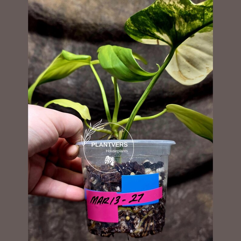 Variegated Philodendron Bipennifolium - Collector's Aroid - Exact SAME Live Plant - US Seller