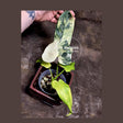  Philodendron Bipennifolium
