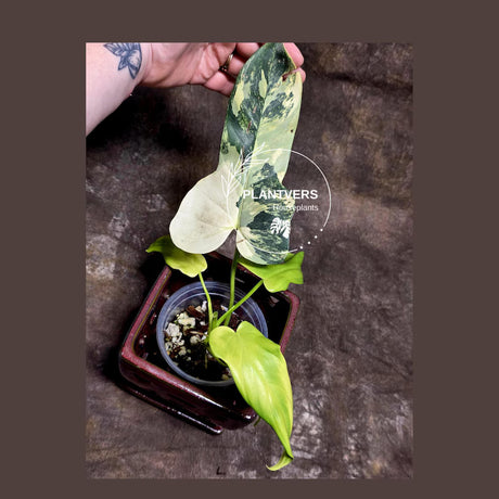  Philodendron Bipennifolium