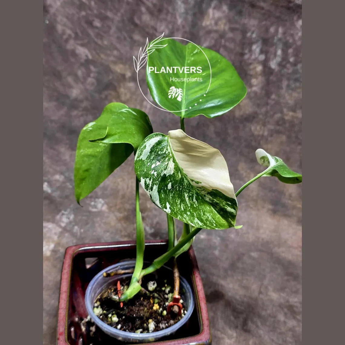 Variegated Monstera Albo - Rare White Monstera Borsigiana Baby Leaf EXACT Plant - US Seller
