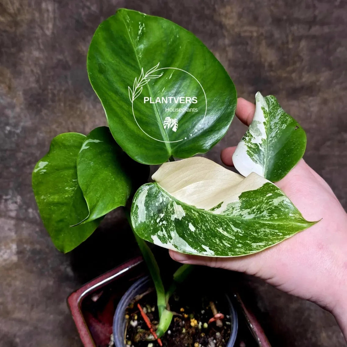 Monstera Borsigiana 