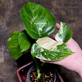 Monstera Borsigiana 