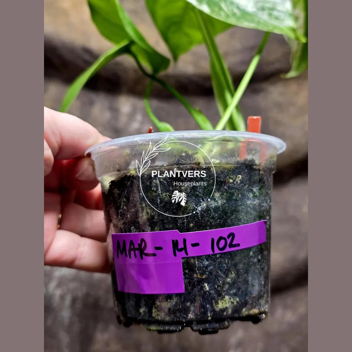 Variegated Monstera Albo - Rare White Monstera Borsigiana Baby Leaf EXACT Plant - US Seller