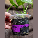 Variegated Monstera Albo - Rare White Monstera Borsigiana Baby Leaf EXACT Plant - US Seller