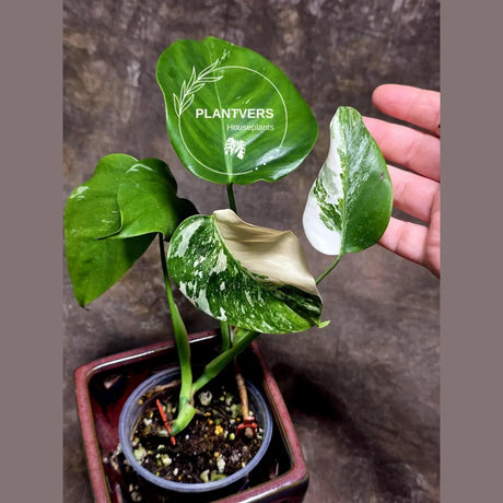 Monstera Albo 