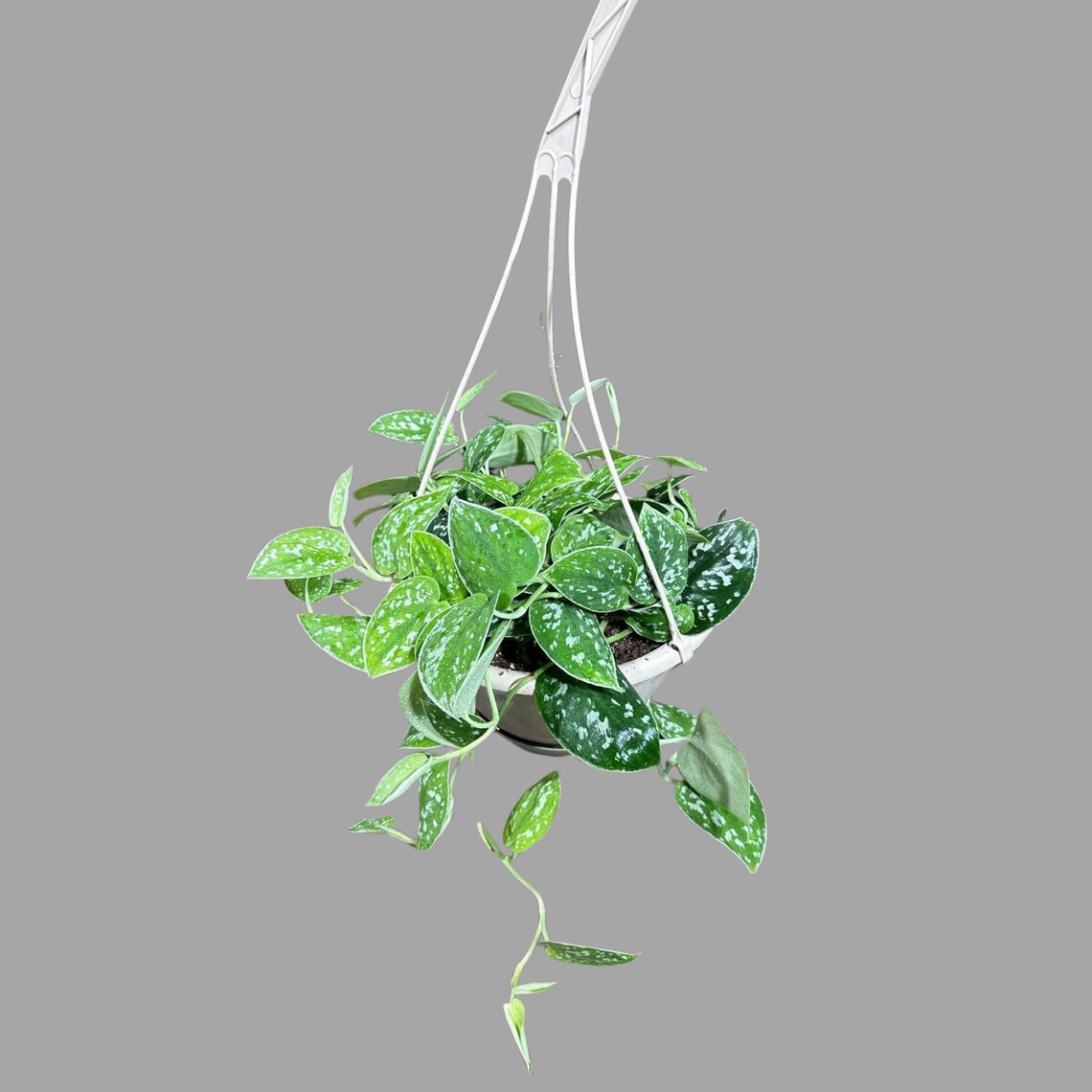 Silver Pothos in a 5" Hanging Basket - Silver Satin Pothos Live Houseplant