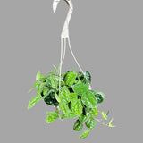 Silver Pothos in a 5" Hanging Basket - Silver Satin Pothos Live Houseplant