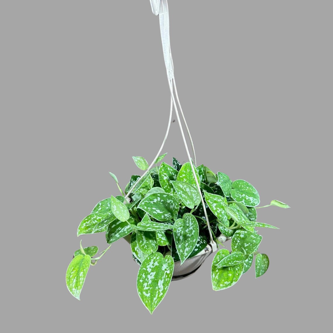 Silver Pothos in a 5" Hanging Basket - Silver Satin Pothos Live Houseplant