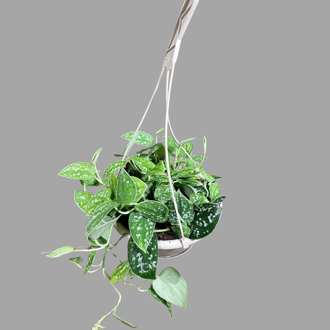 Silver Pothos in a 5" Hanging Basket - Silver Satin Pothos Live Houseplant