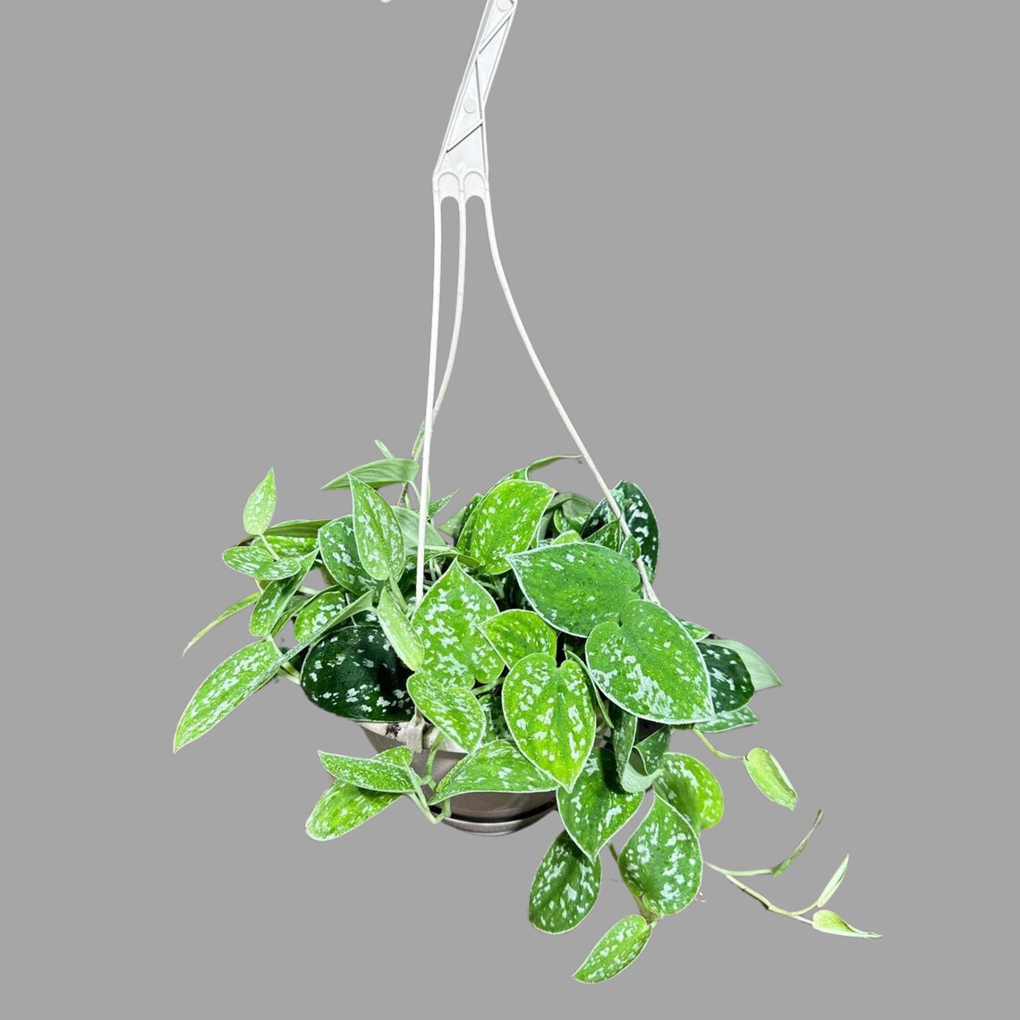 Silver Pothos in a 5" Hanging Basket - Silver Satin Pothos Live Houseplant