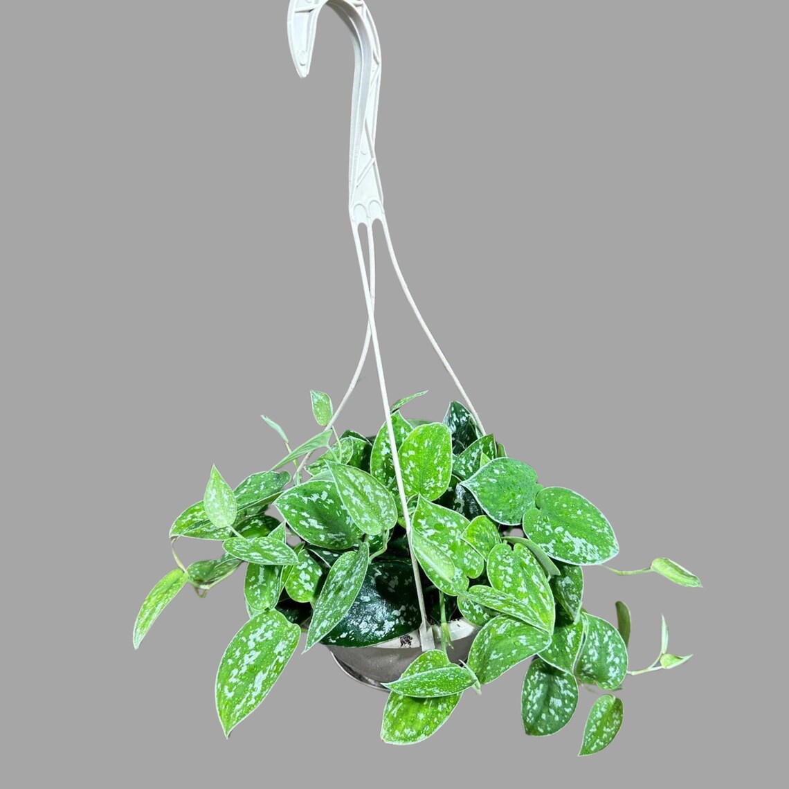 Silver Pothos in a 5" Hanging Basket - Silver Satin Pothos Live Houseplant