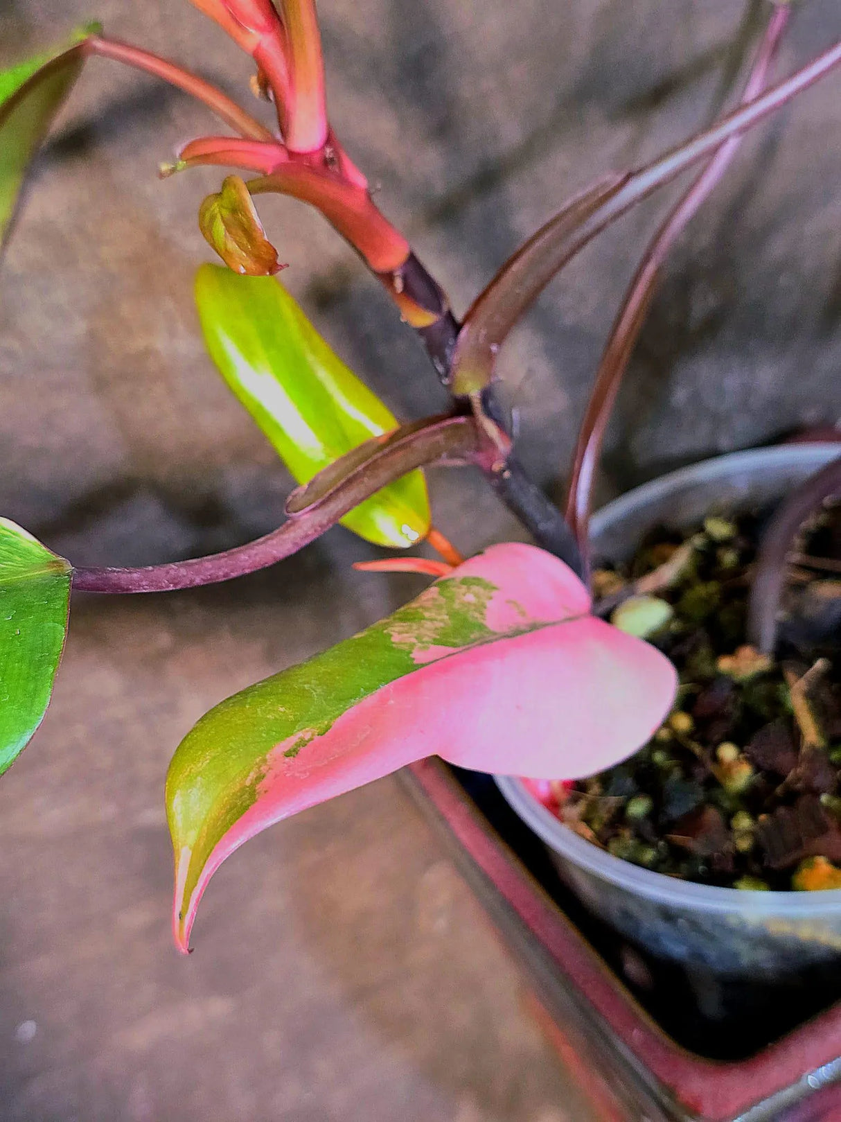Variegated Philodendron Strawberry Shake Live Plant - EXACT Plant - (6-5-20)