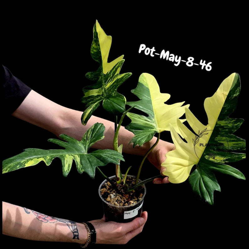 Variegated Philodendron Florida Beauty x Mayoi - Rare Hybrid Aroid