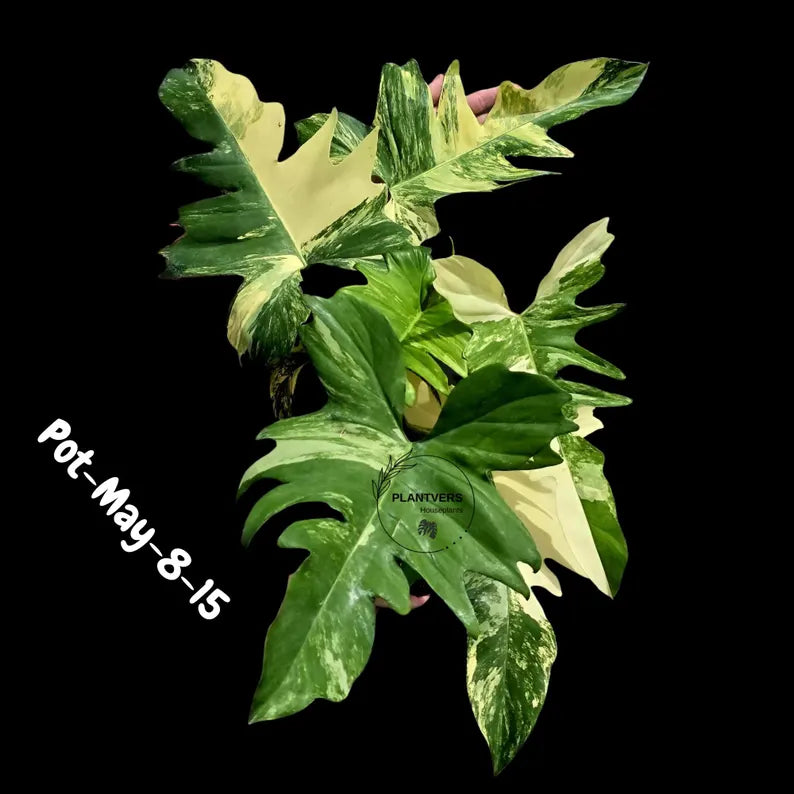 Variegated Philodendron Florida Beauty x Mayoi - Rare Hybrid Aroid
