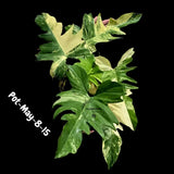 Variegated Philodendron Florida Beauty x Mayoi - Rare Hybrid Aroid