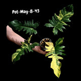 Variegated Philodendron Florida Beauty x Mayoi - Rare Hybrid Aroid
