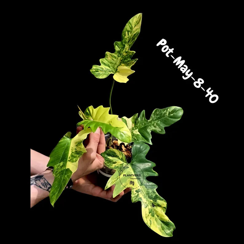 Variegated Philodendron Florida Beauty x Mayoi - Rare Hybrid Aroid