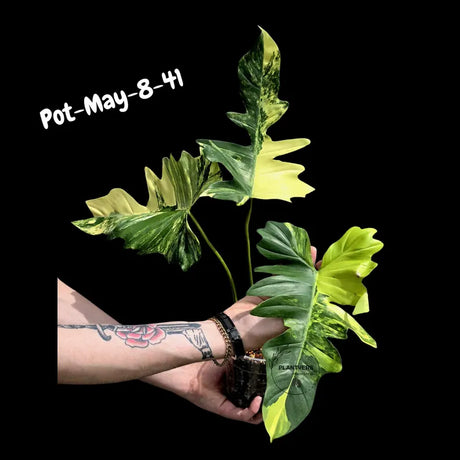 Variegated Philodendron Florida Beauty x Mayoi - Rare Hybrid Aroid