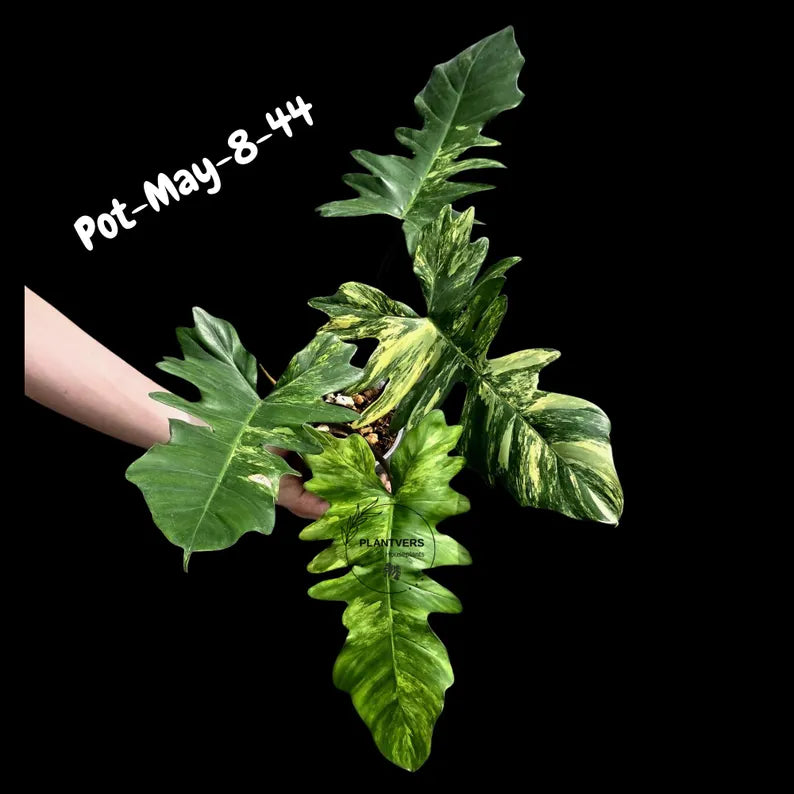 Variegated Philodendron Florida Beauty x Mayoi - Rare Hybrid Aroid