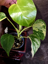 Monstera Aurea Variegated Borsigiana - Rare Exact Plant - (6-5-42)