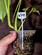 Monstera Aurea Variegated Borsigiana - Rare Exact Plant - (6-5-42)