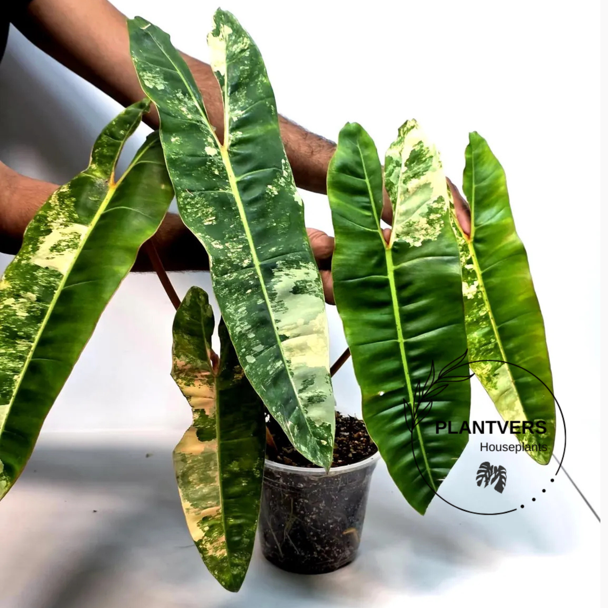 Large Leaf Billietiae Plant