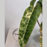 Big Leaf Rare Unique Plant