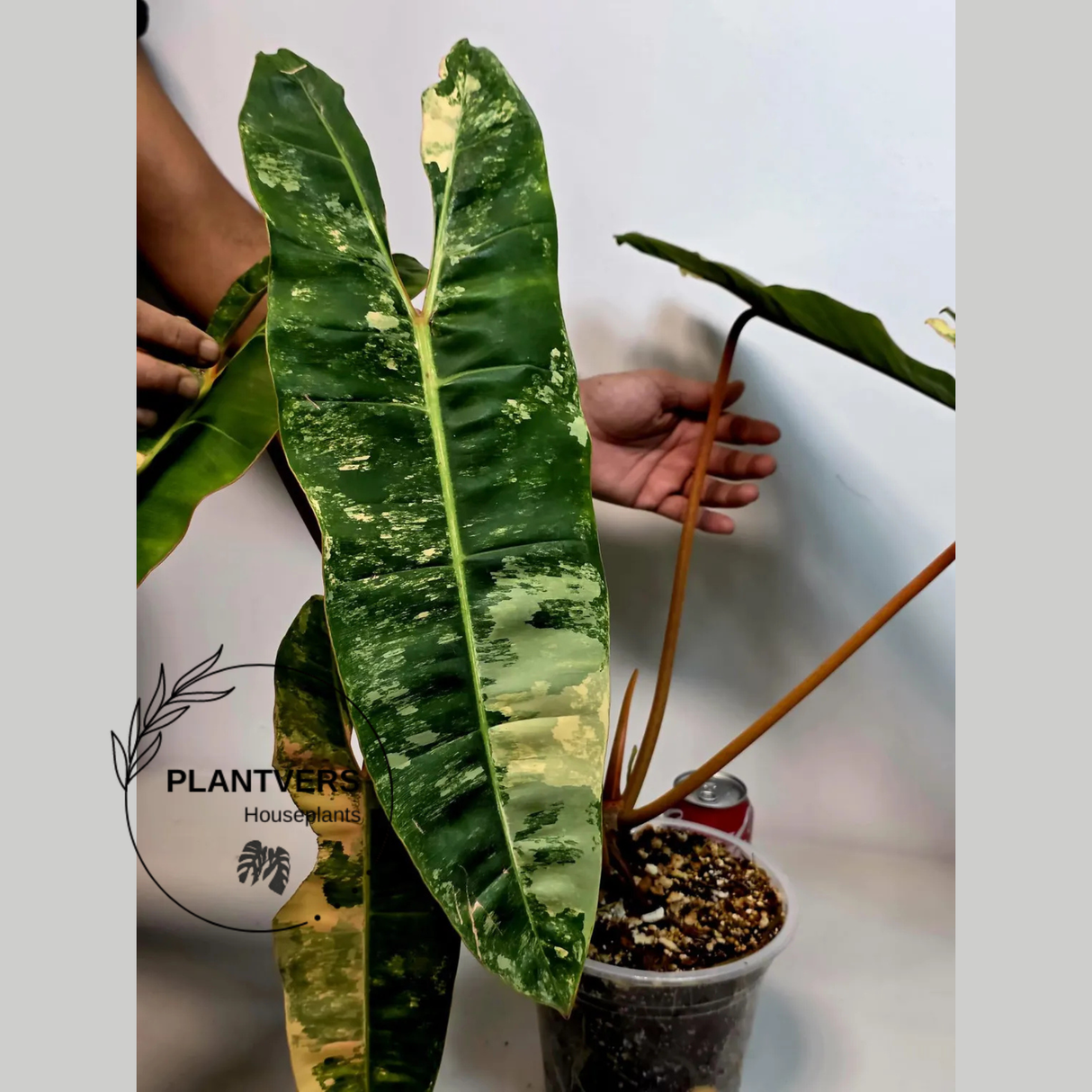 Rare Collector Plant