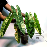 Rare Collector Plant