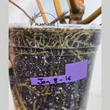 Variegated Billietiae Potted Plant