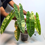 Variegated Billietiae Live Plant