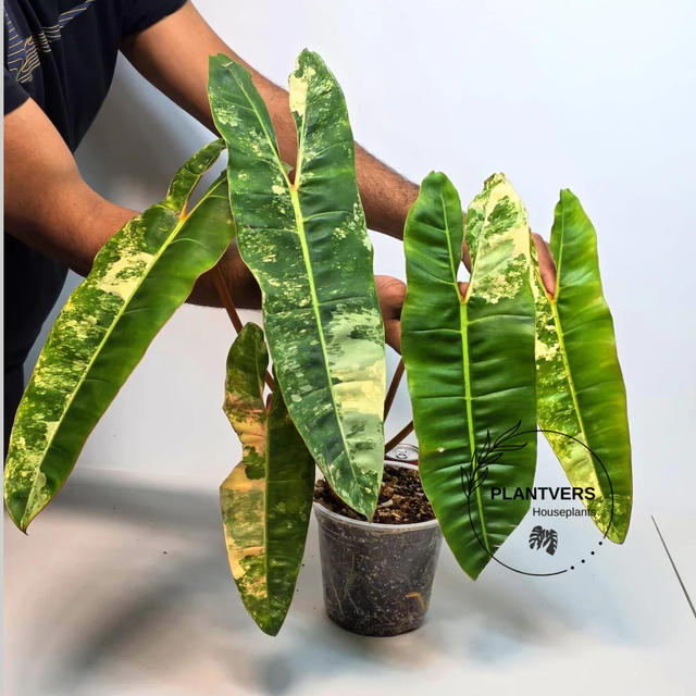 Variegated Billietiae Live Plant