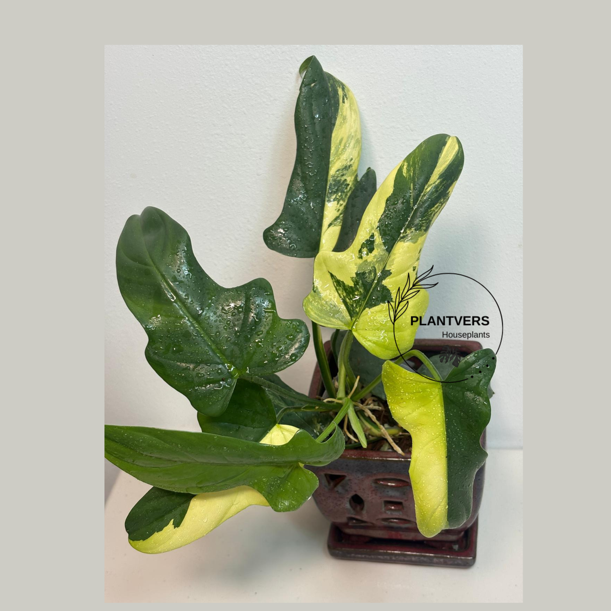 Mature Rare Collector Plant