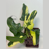 Extremely Rare Plant