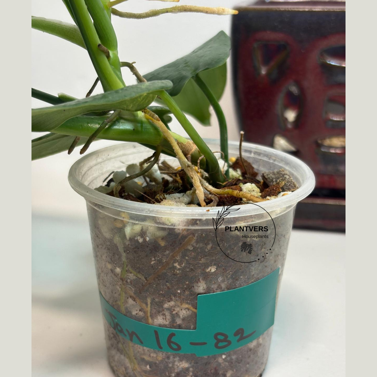 Extremely Rare Potted Plant