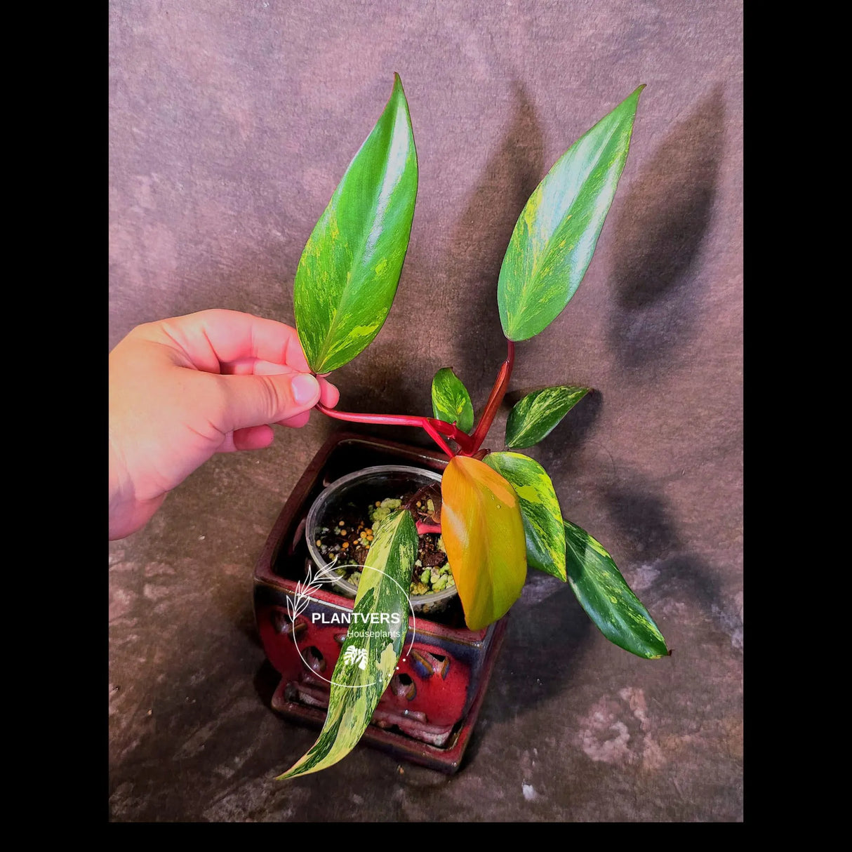 Variegated Philodendron Strawberry Shake Live Plant - EXACT Plant - US Seller (June-09-22)