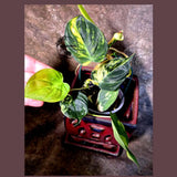 Variegated Philodendron Mican Aurea - Rare Exact Plant - (July-13-60)