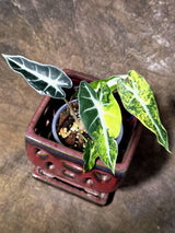 Alocasia Bambino Aurea Variegated - Exact Plant -(July-13-29)