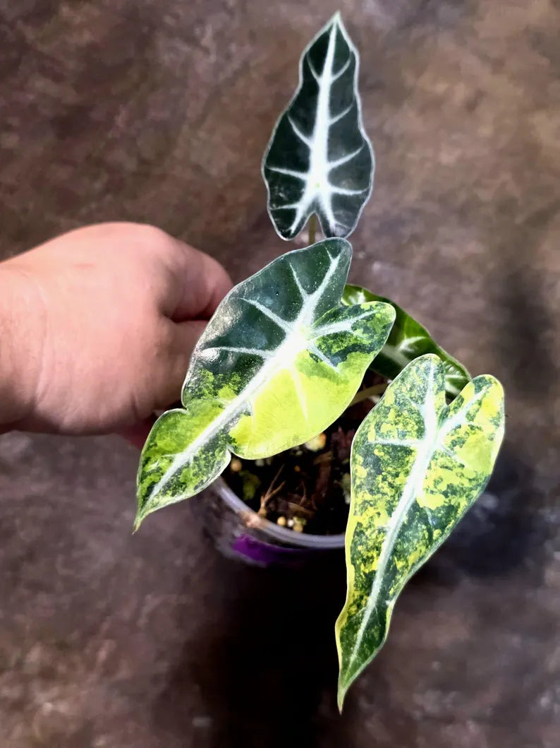 Alocasia Bambino Aurea Variegated - Exact Plant -(July-13-29)