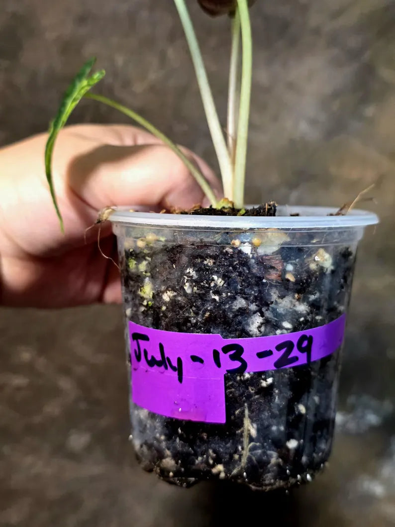 Alocasia Bambino Aurea Variegated - Exact Plant -(July-13-29)