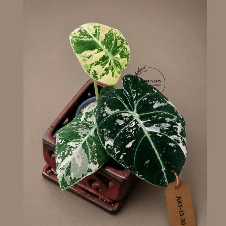 Alocasia Reginula Black Velvet Pink Variegated - Jewel Alocasia - (July-13-30)