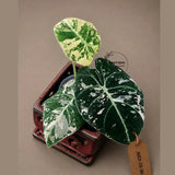 Alocasia Reginula Black Velvet Pink Variegated - Jewel Alocasia - (July-13-30)
