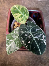 Alocasia Reginula Black Velvet Pink Variegated - Jewel Alocasia - (July-13-30)