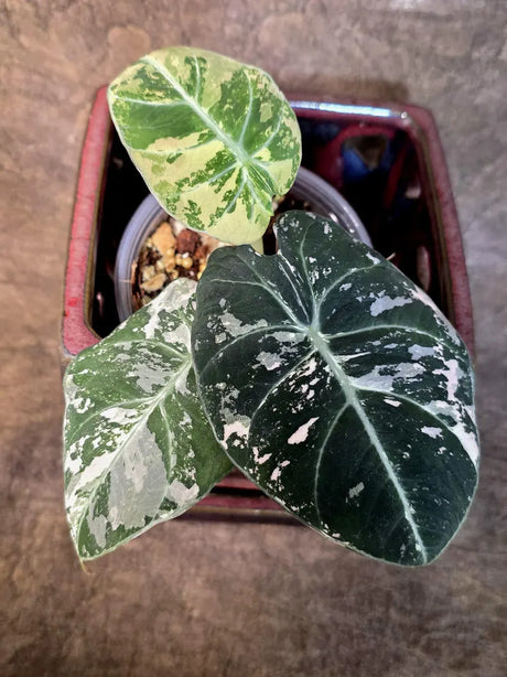 Alocasia Reginula Black Velvet Pink Variegated - Jewel Alocasia - (July-13-30)