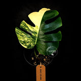 Monstera Aurea Variegated Borsigiana - Monstera Marmota - (July-13-08)
