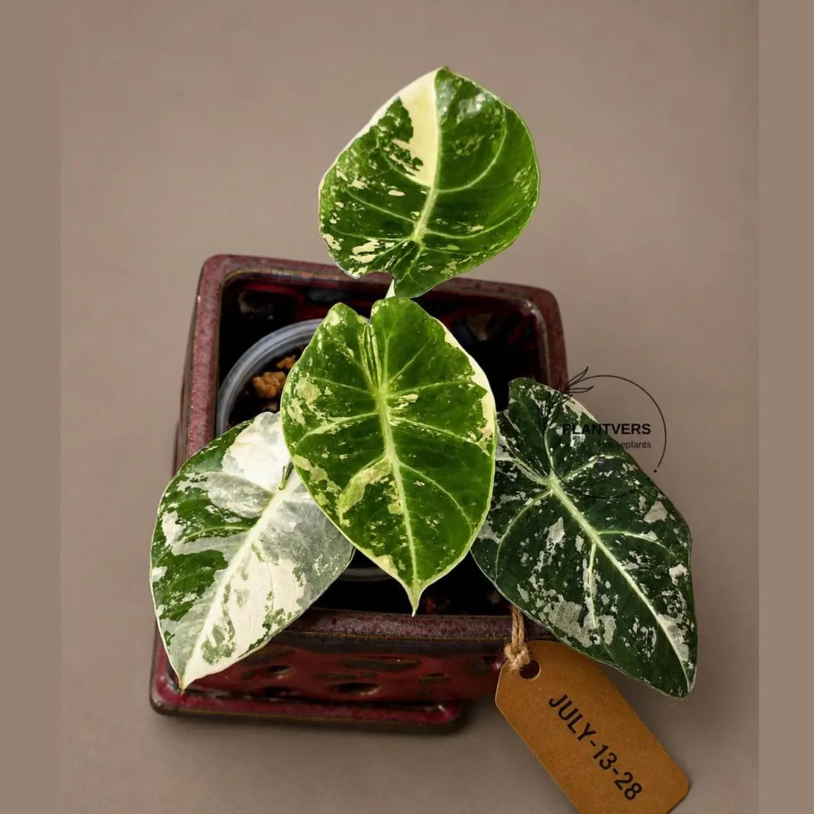 Alocasia Reginula Black Velvet Pink Variegated - Jewel Alocasia - (July-13-28-ER)