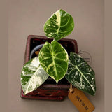Alocasia Reginula Black Velvet Pink Variegated - Jewel Alocasia - (July-13-28-ER)